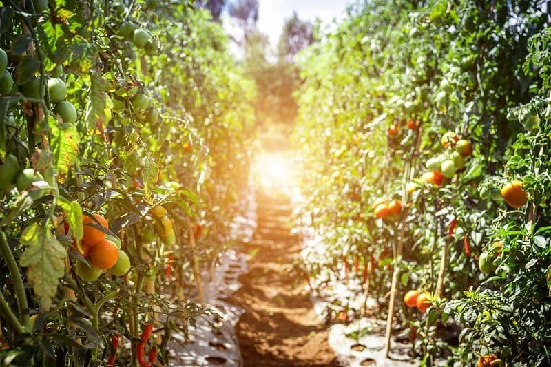 Sustainable Agriculture