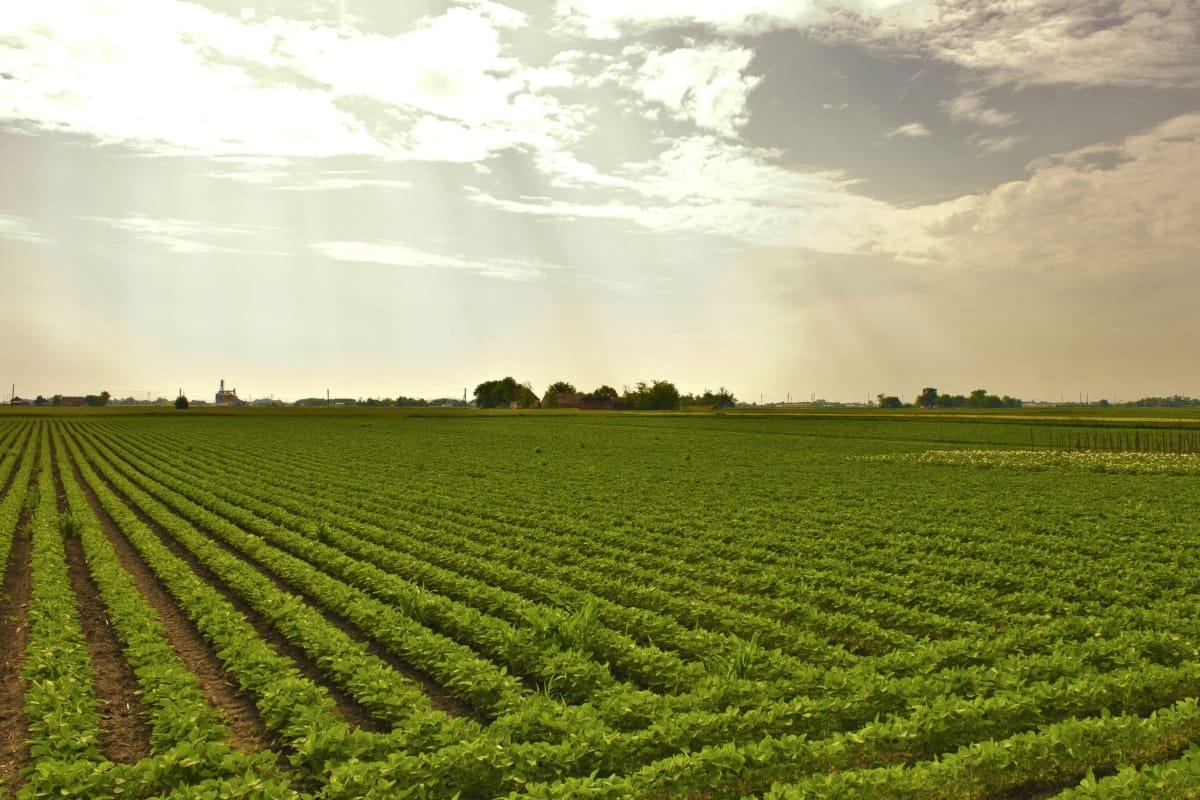 Farm Development
