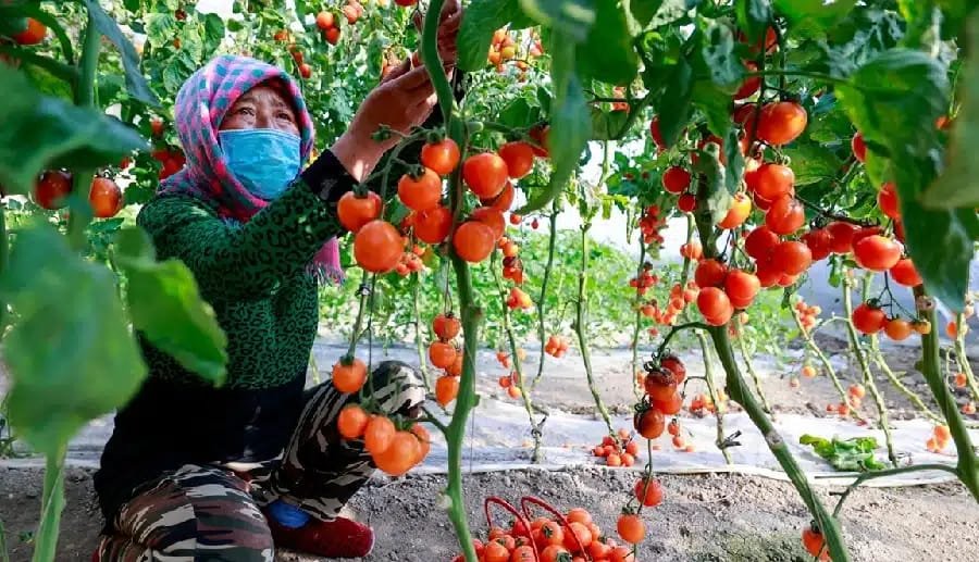 Five farm records that quietly decide your profit