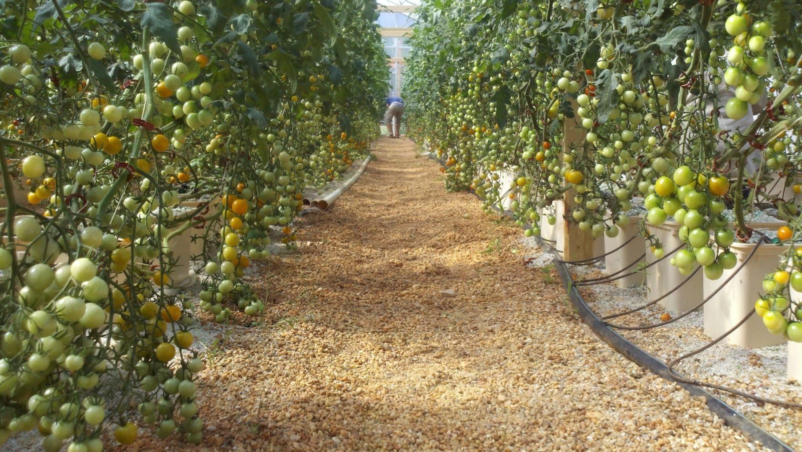 Vegetables under protected cover