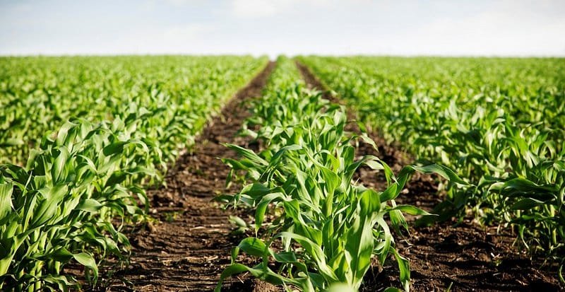 Vegetable Farming